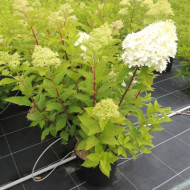 Hydrangea paniculata Limelight c.o.v.