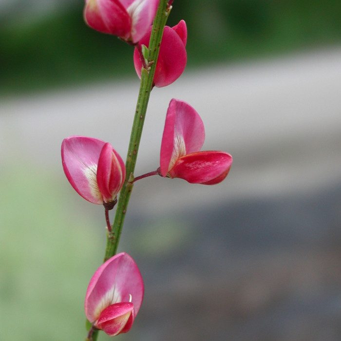 Cytisus 'Hollandia'