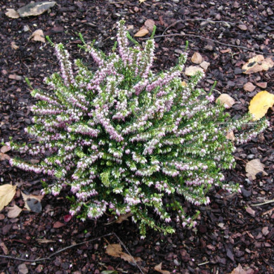 Erica x darleyensis 'Darley Dale'