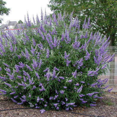 Vitex agnus-castus