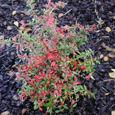 Berberis x frikartii 'Amstelveen'