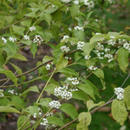 Callicarpa dichotoma 'Albibacea'