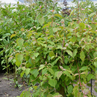 Cornus sanguinea 'Midwinter Fire'