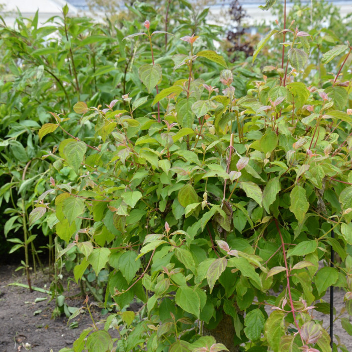 Cornus sanguinea 'Midwinter Fire'