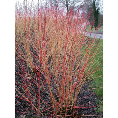 Cornus sanguinea 'Midwinter Fire'