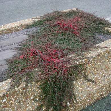Cotoneaster procumbens 'Streib's Findling'