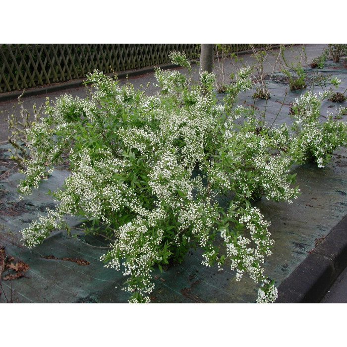 Deutzia gracilis