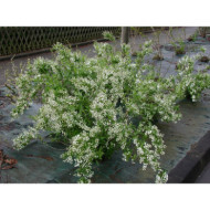 Deutzia gracilis