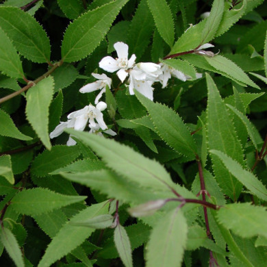 Deutzia gracilis