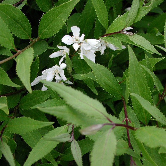 Deutzia gracilis