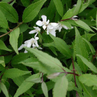 Deutzia gracilis