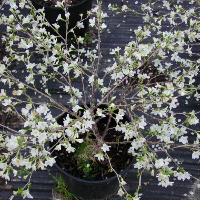 Prunus incisa 'Kojou no mai'
