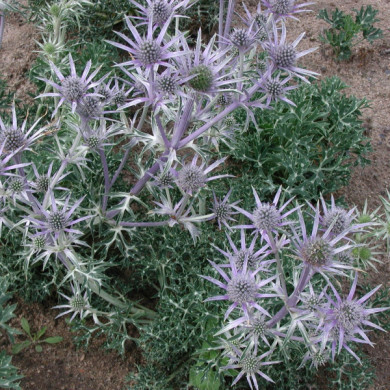 Eryngium bourgatii