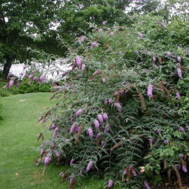 Buddleja davidii 'Nanho Purple'