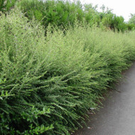 Lonicera nitida