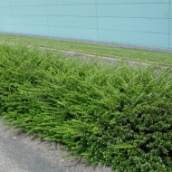 Lonicera nitida 'Maigrün'