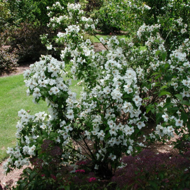 Philadelphus 'Belle Etoile'