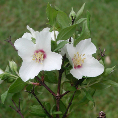 Philadelphus 'Belle Etoile'