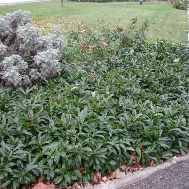 Prunus laurocerasus 'Mount Vernon'