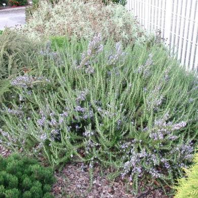 Rosmarinus officinalis 'Corsican Blue'