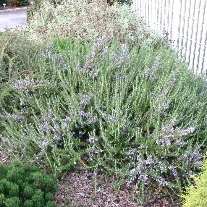 Rosmarinus officinalis 'Corsican Blue'