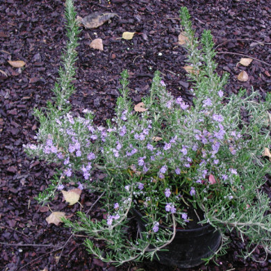 Rosmarinus officinalis 'Corsican Blue'