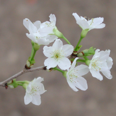 Prunus incisa 'Kojou no mai'