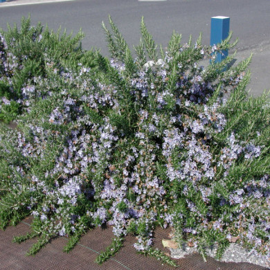 Rosmarinus officinalis 'Prostratus'