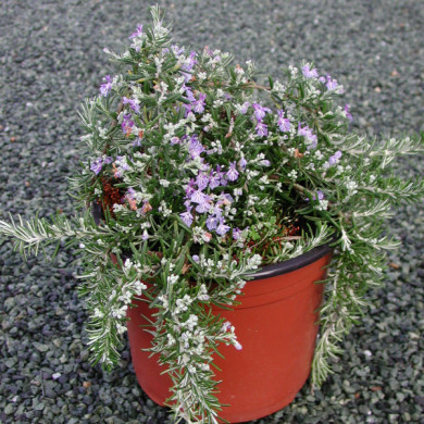 Rosmarinus officinalis 'Prostratus'