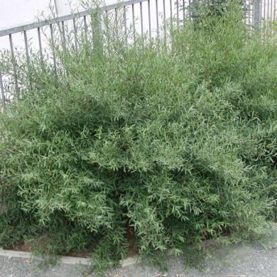 Salix purpurea 'Nana'