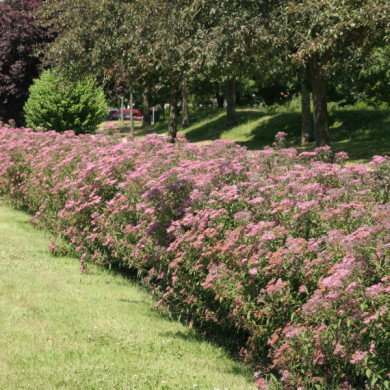 Spiraea japonica 'Anthony Waterer'