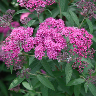 Spiraea japonica 'Anthony Waterer'