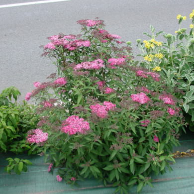 Spiraea japonica 'Anthony Waterer'
