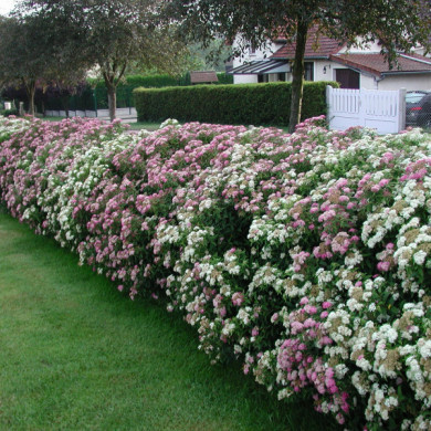 Spiraea japonica 'Genpei'