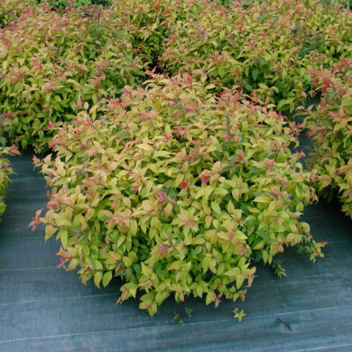 Spiraea japonica 'Goldflame'
