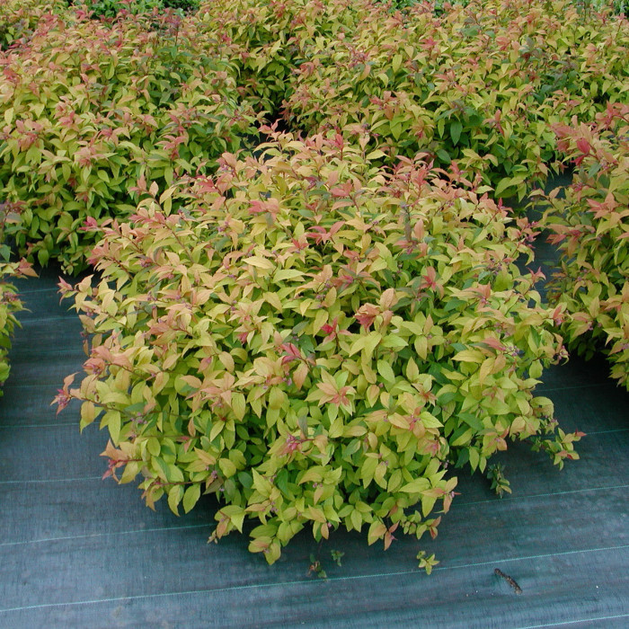 Spiraea japonica 'Goldflame'
