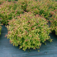 Spiraea japonica 'Goldflame'