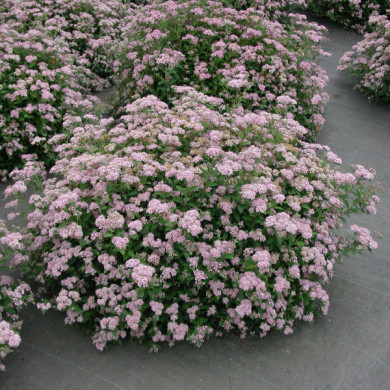 Spiraea japonica 'Little Princess'