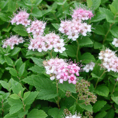 Spiraea japonica 'Little Princess'