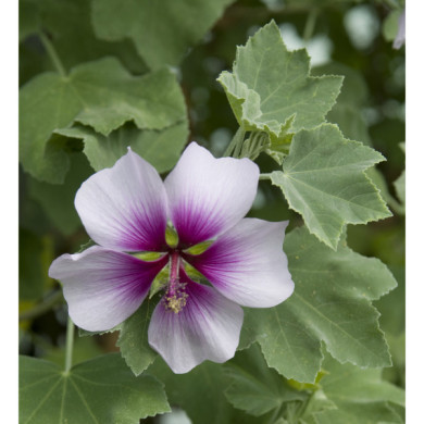 Lavatera maritima 'Princesse de Ligne'