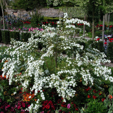 Spiraea nipponica 'Snowmound'