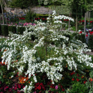 Spiraea nipponica 'Snowmound'