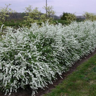 Spiraea x arguta