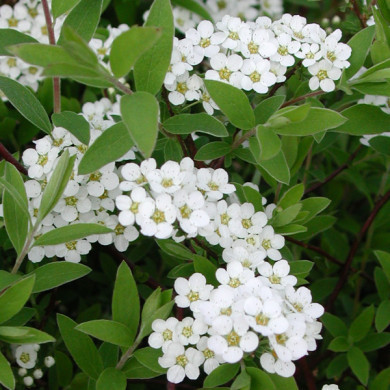 Spiraea x arguta