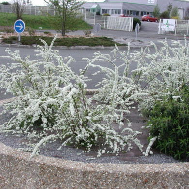 Spiraea x arguta