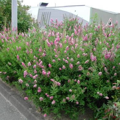 Spiraea x billiardii