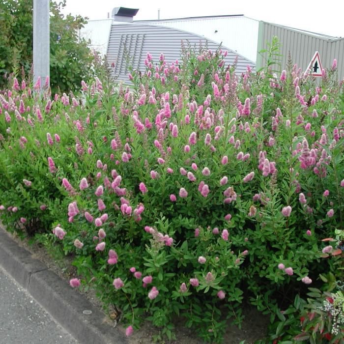 Spiraea x billiardii