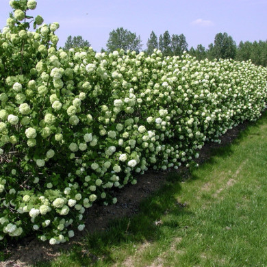Viburnum opulus 'Roseum'