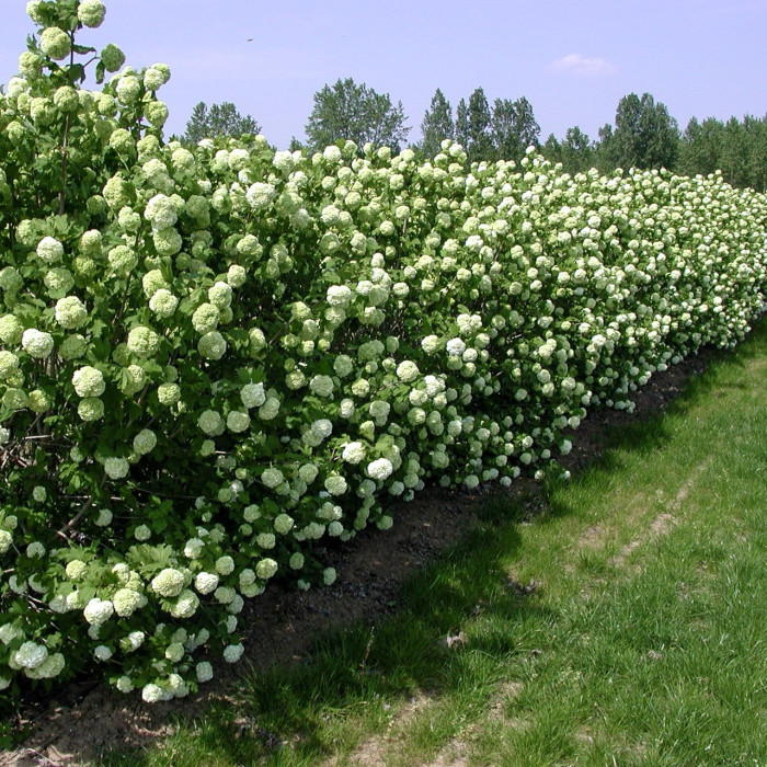 Viburnum opulus 'Roseum'