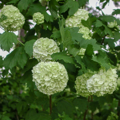 Viburnum opulus 'Roseum'